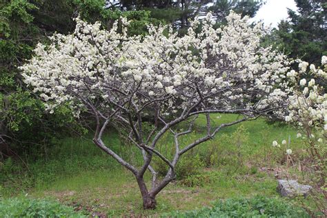 Raised in 1945 at new york state agricultural experiment station. Small Flowering Trees: A dozen native species for limited ...