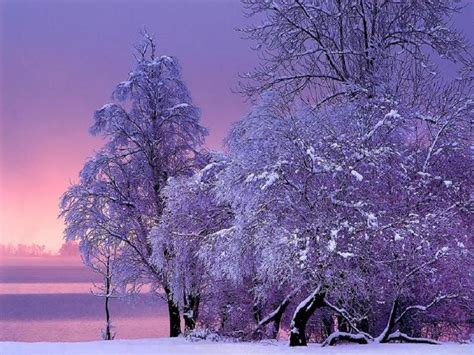 34 Best Images About Purple Forest On Pinterest Trees