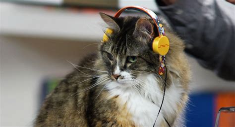 Older cats often meow more because of failing senses or due to anxiety over not being as nimble as before. Headphones For Cats: Just One Idea From Spur, A New One ...