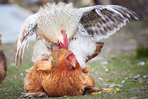 How Do Chickens Mate The Complete Guide Chickens And More
