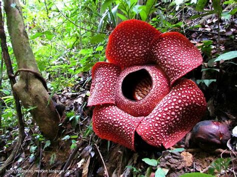 Selain itu juga terdapat ukuran lain, yaitu: Paling Populer 24+ Gambar Batik Bunga Rafflesia Di Buku ...