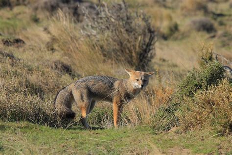 Where Can I See The South American Gray Fox In The Wild