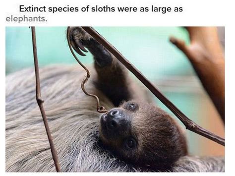 Fun And Interesting Facts About Sloths Barnorama Kulturaupice