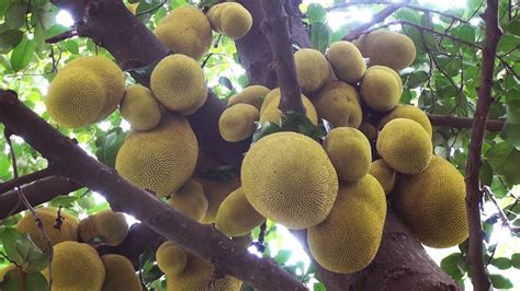 Jackfruit Largest Tree Bearing Fruits On Earth Youtube