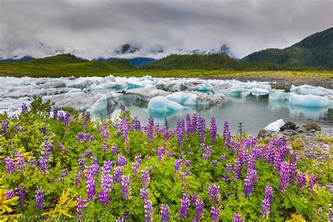 Alaska Wildflower Photos And Natural History Information Alaska