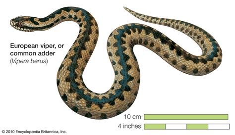 Viper Snake Britannica