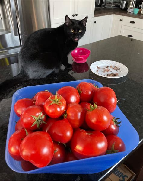 Tomato Harvest 😁 Rvegetablegardening