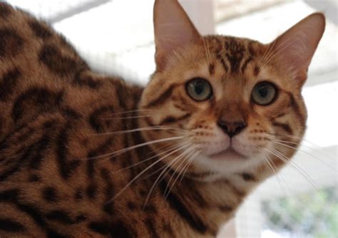 If you're looking for bengal cat information, you've come to the right place. Cat Empire Bengals - Bengal Cat Breeder