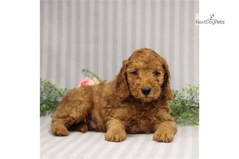 Wyatt Goldendoodle Mini Puppy For Sale Near Harrisburg Pennsylvania