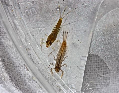 Aquatic Insects Of Central Virginia On Vacation