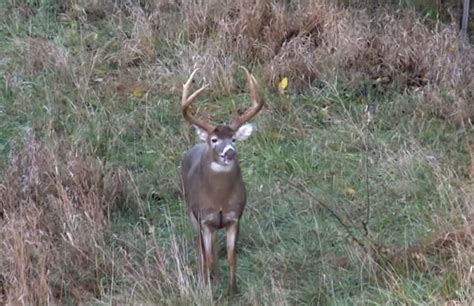 Video Is This The Largest 6 Point Buck Youve Seen Outdoorhub