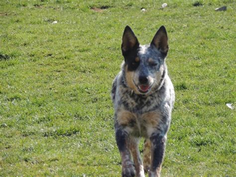 Blue heeler puppies in ohio at americanlisted.com â€. Austrailian Blue Heeler Puppies For Sale | Toledo, OH #129282