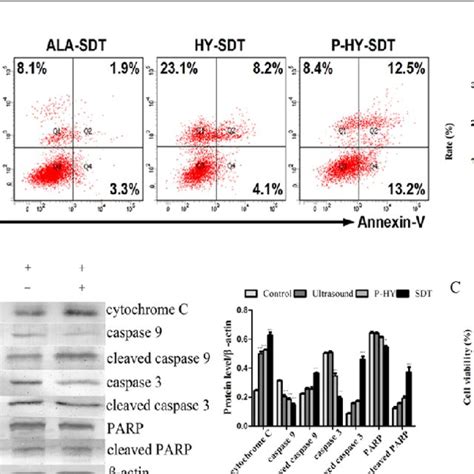 The Cell Viability Of Thp 1 Macrophages Determined By The Cck 8 Assay