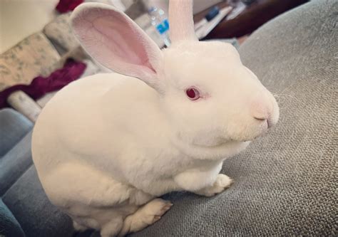 white new zealand doe – Rabbits for Sale