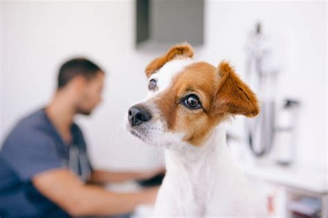 Köpeklerde Görülen Göz Hastalıkları Nelerdir Online Yaşam