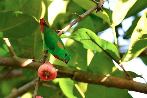 Malay Hanging Parrot Burung Serindit Pembiakan Burung Serindit