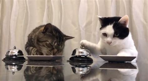 Meet Pavlovs Cats Quirk News