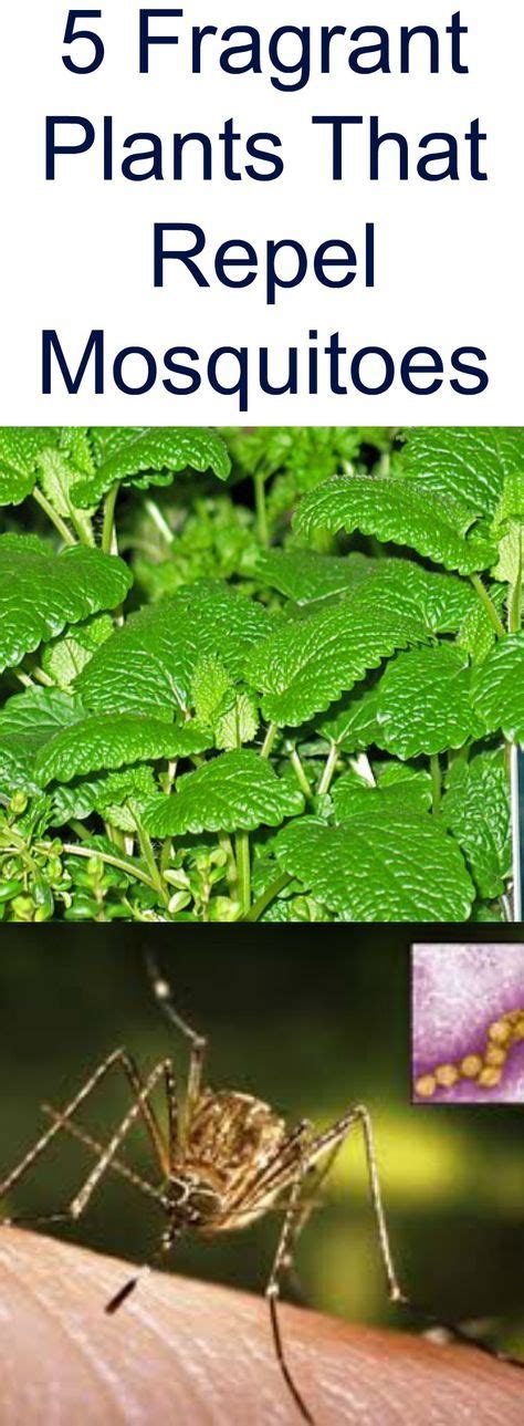 5 Fragrant Plants That Repel Mosquitoes Jodeze Home And Garden