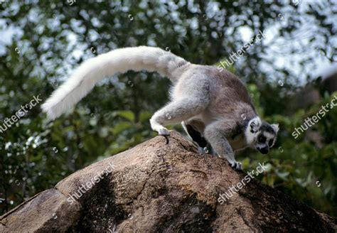 Part Albino Ring Tail Lemur All Editorial Stock Photo Stock Image