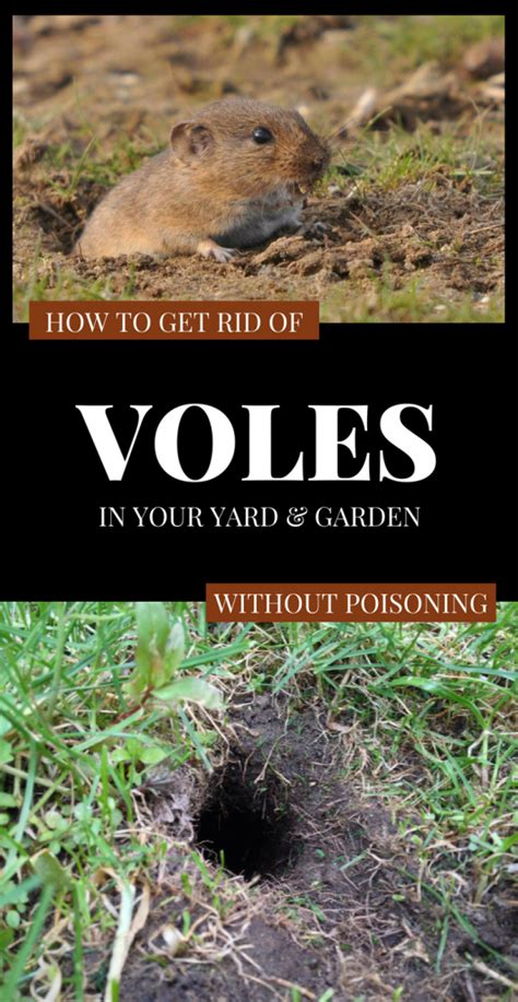 How To Get Rid Of Voles In Your Yard And Garden Without Poisoning