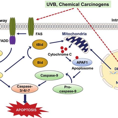 Mechanisms Of Apoptosis Induced By Environmental Carcinogens In Skin