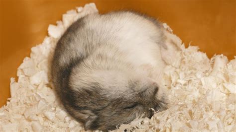 Do Hamsters Hibernate Petmd