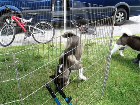 Temporary Dog Fence Ideas With 5 Type Easy Dog Fence