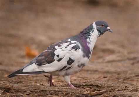 Pigeon Watch Get To Know And Love Our Amazing City Birds Unianimal