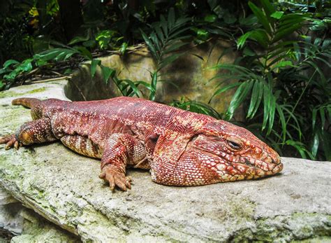 The Pros And Cons Of Owning A Tegu Lizard As A Pet Patchpets