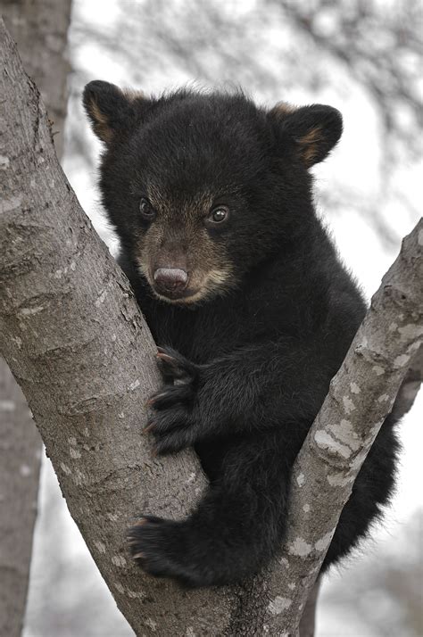 Look At This Cutie Baby Black Bear Cubs Are One Of The Most Exciting