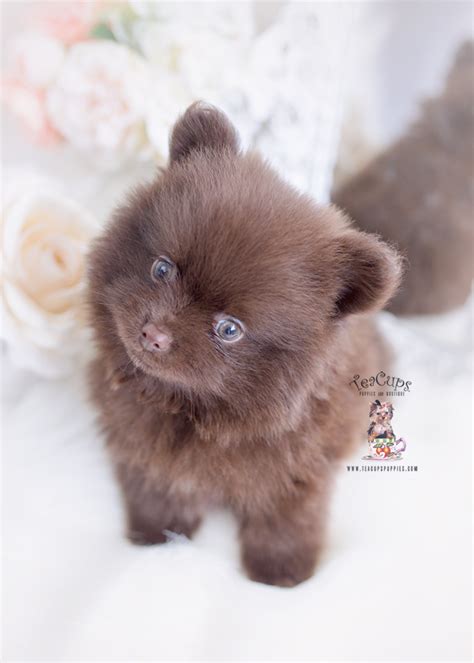 Chocolate Pomeranian Puppy Teacup Puppies And Boutique