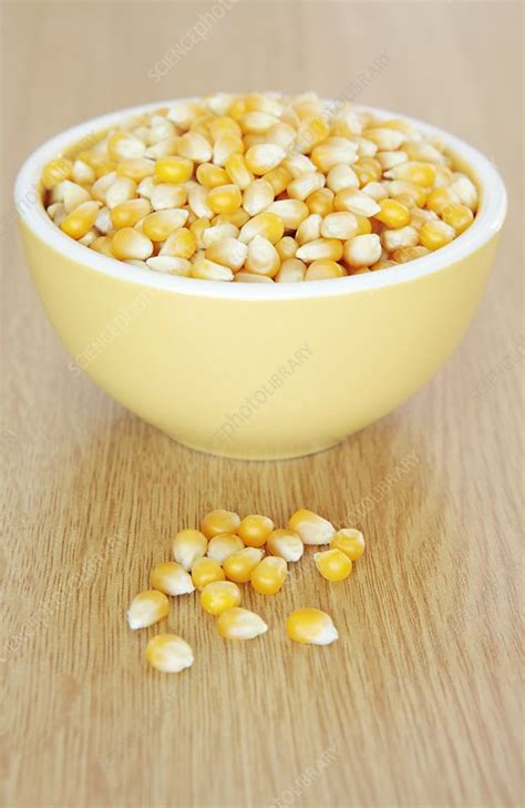 Popping Corn Stock Image F0081955 Science Photo Library