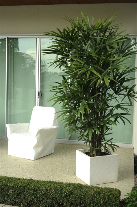 A White Chair Sitting Next To A Tall Palm Tree In Front Of A Glass Door