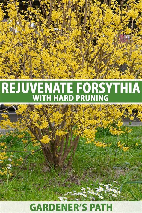 Hard Pruning Forsythia To Rejuvenate Shrubs Gardeners Path