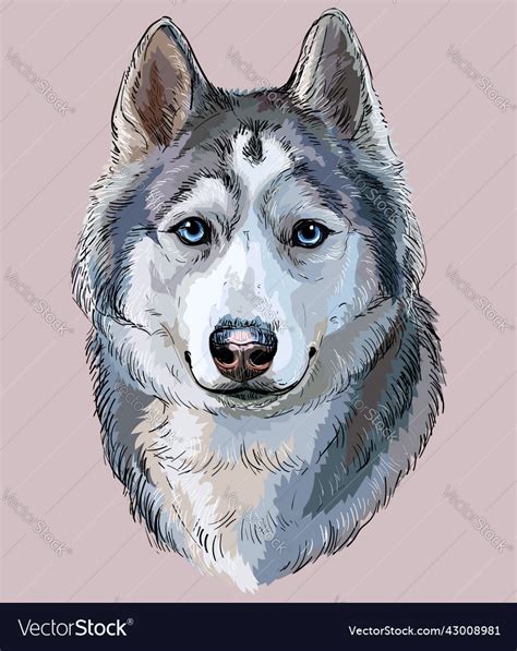 Siberian Husky Hand Drawing Dog Color Isolated Vector Image
