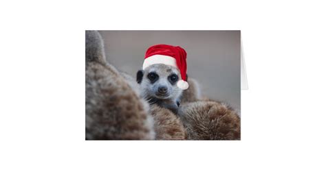 Merry Meerkat Christmas Seasons Greetings 2 Card Uk