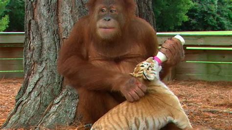 Orangutan Adopts 3 Baby Tigers Youtube