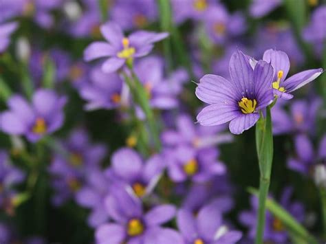 15 Blue Eyed Grass Pictures And Photos Green Gardens Ideas