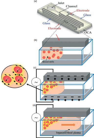 The Microfluidic Plasma Separation Chip A The Schematic Top And Side