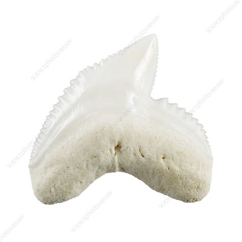 Tiger Shark Tooth Stock Image Z6000374 Science Photo Library
