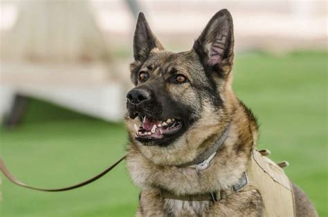 German Shepherd Dogs In The Military A Brief Historical Overview Mwdtsa