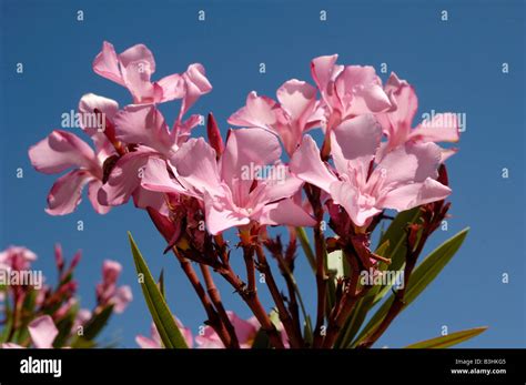 Oleanders Stock Photo Alamy