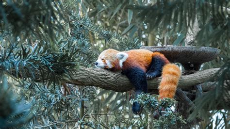 Red Panda Is Lying Down On Tree Branch In Green Leaves Background 4k Hd