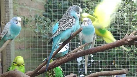 Parkieten Geluiden Parakeet Sounds Lovebird Sounds Budgie Sounds