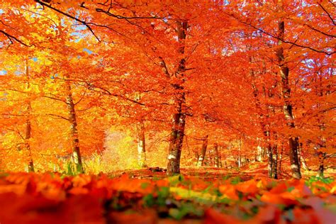 Best Autumn Image Best Autumn Background 12344