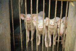 African Swine Fever Hits Shaanxi Caixin Global