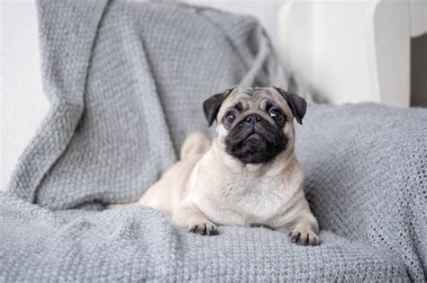 How much does a pug cost? How Much Do Pug Cost? | Dogs Addict