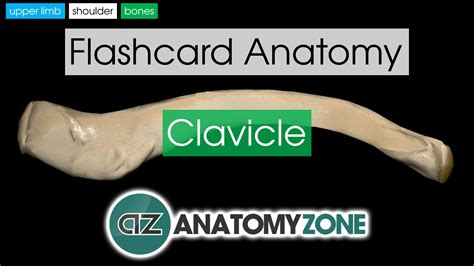 Clavicle Anatomyzone