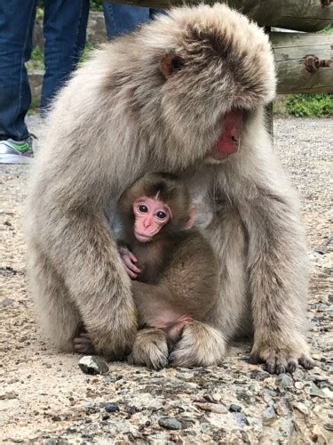 Spring Only 1 Day Tour Snow Monkeys And Cherry Blossoms In Nagano