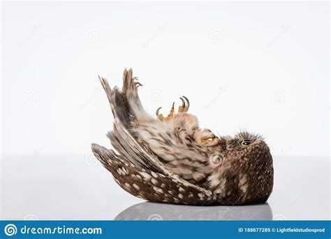 Cute Wild Owl Lying On Surface Stock Image Image Of Backdrop Natural